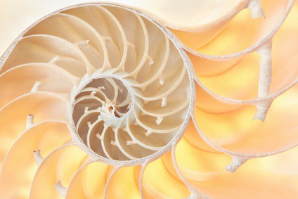 nautilus_fibonacci