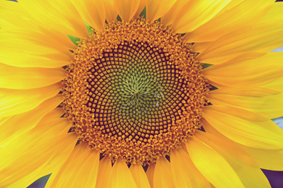 Fibonacci et tournesol